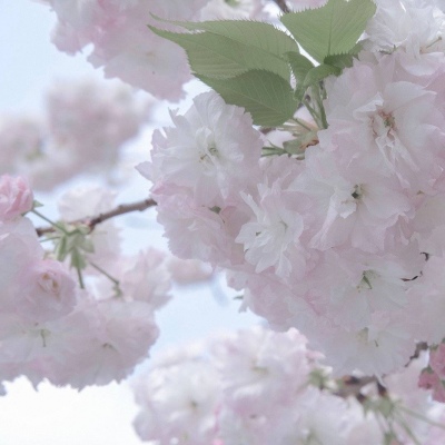 Furry二次元插画创作技巧福瑞群